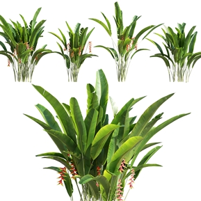 现代 金嘴蝎尾蕉 植物花草金嘴蝎尾蕉