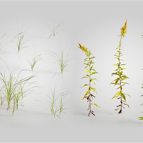 现代 植物 植物野草 一枝黄花