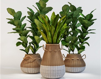 东南亚室内植物