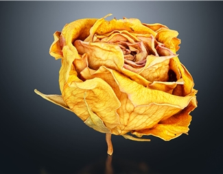 现代 花 凋谢的玫瑰 花朵 玫瑰花 纸玫瑰