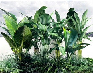 现代绿化带植物