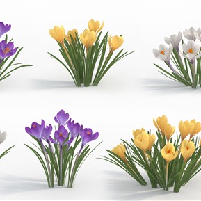 现代 植物 植物花草藏红花番红花