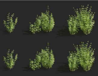现代室外植物