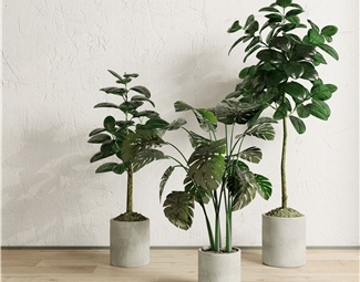 现代 盆栽 绿植盆栽