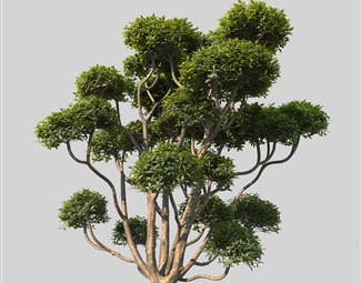 现代 树 景观树