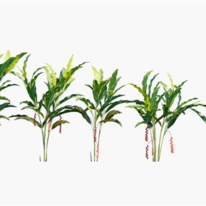 现代 植物 植物花草花卉金嘴蝎尾蕉