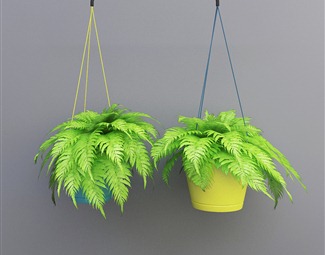 现代 吊篮 盆栽植物