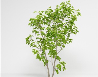 现代 树 美国白蜡木樨科植物绿植树木