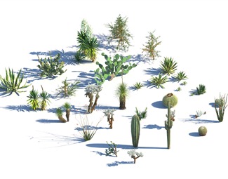 现代仙人掌植物