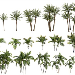 现代 树 树木槟榔树 椰树 海枣树