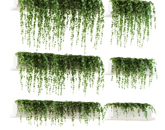 现代盆栽植物