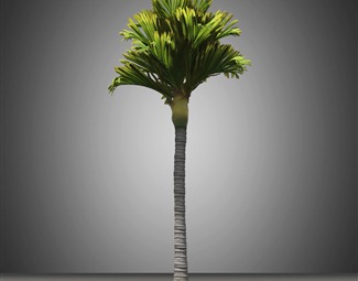 椰子树3d模型下载
