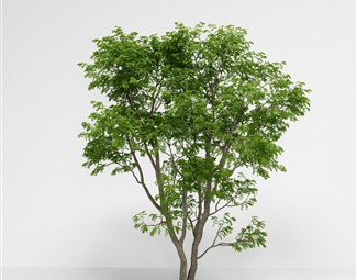 现代 树 国槐槐树豆科槐属落叶乔木槐绿植绿植