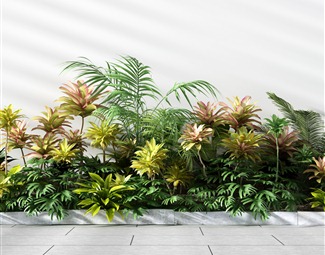 现代 植物