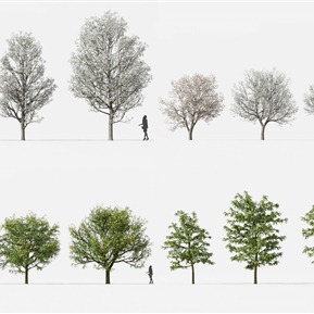 现代 树 植物树木皂荚豆梨唐梨梨树