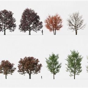 现代 树 植物树木 紫叶挪威槭 加拿大唐棣