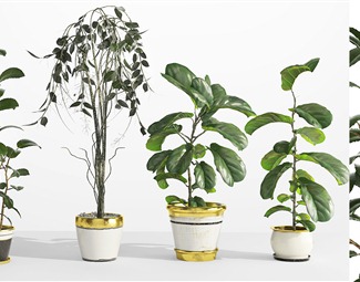 现代盆栽植物