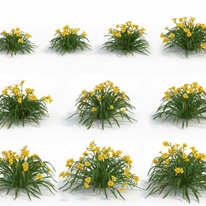 现代 花 植物花草萱草