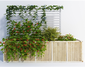 现代藤本植物
