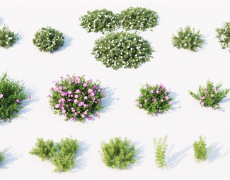 现代植物绿篱
