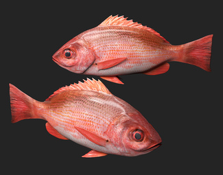现代海洋生物
