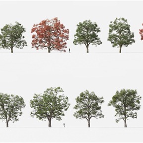 现代 树 植物树木美洲白橡大果栎栎树