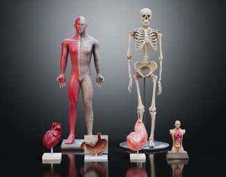 现代人体医学模型