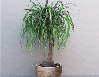 现代 盆栽 植物