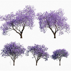 现代 树 植物树木蓝花楹