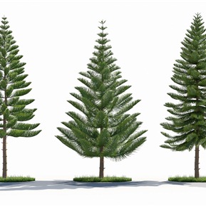 现代 南洋杉 异叶南洋杉景观树