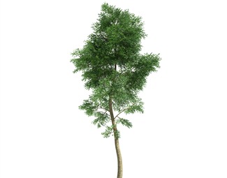 现代 树