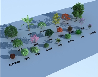 现代香樟树