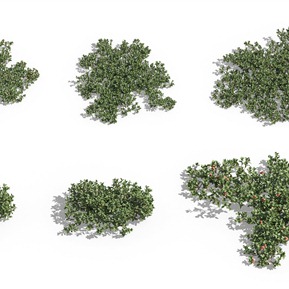 现代 植物 花草熊果