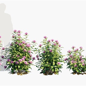 现代 花 植物花草珊瑚花