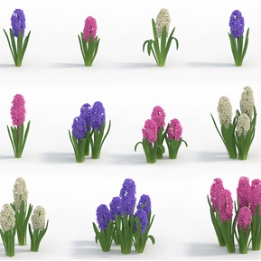 现代 花 植物花草信子