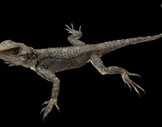 现代蜥蜴龙