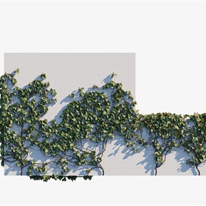 现代 藤蔓 绿植縢蔓紫葛葡萄