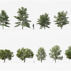 现代 树 植物树木美国板栗栗树山茱萸