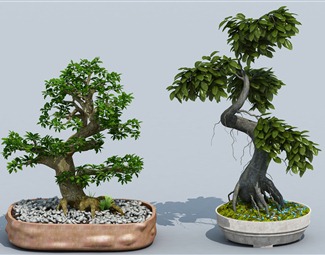 现代 盆栽