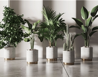 现代室内盆栽植物