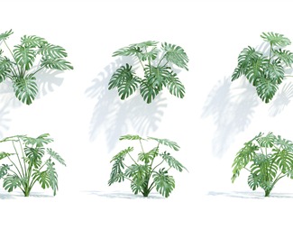 现代 植物 灌木