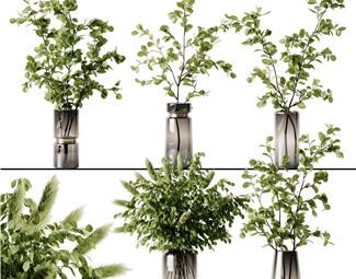 现代 花瓶 植物