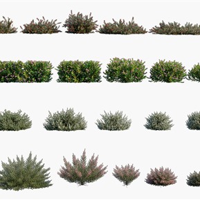 现代 灌木 植物灌木