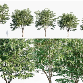 现代 树 植物树木喃喃果