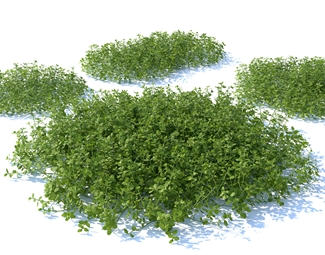 现代绿化带植物