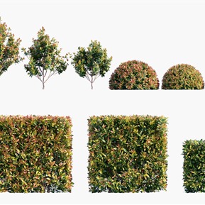 现代 树 植物灌木澳洲赤楠红叶石楠