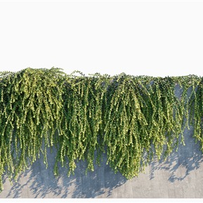 现代 藤蔓 绿植藤蔓植物墙白菩提翡翠景天