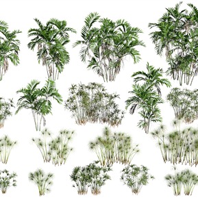 现代 棕榈树 植物棕榈树 伞草 棕竹莎草