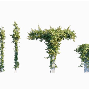 现代 藤蔓 绿植縢蔓地锦爬山虎