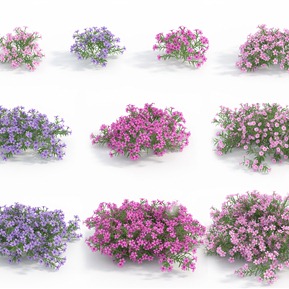 现代 花 植物花卉草夹竹桃